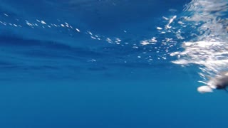 Barracuda fishing from the boat