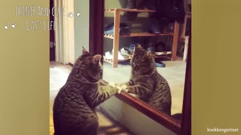 Funny cats reflex to themselves in mirrors - Funniest Cats Video