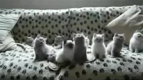 Funny Video - cute and sweet kittens