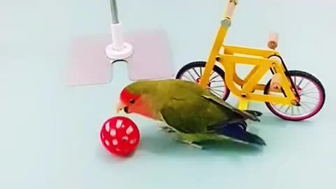 Parrot bird plays basketball