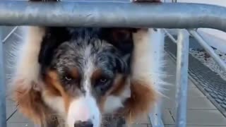 😍Cute and Funny Dog Compilation