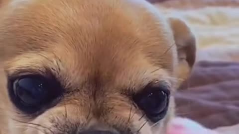 Cute Angry Dog Attacks Owner - Video Stops Right Before Each Time!