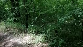 Amazing travel to the forest with my dog