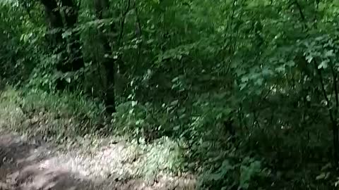Amazing travel to the forest with my dog