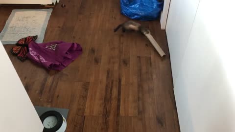 Playful Ferret Has Fun with Paper Towel Roll