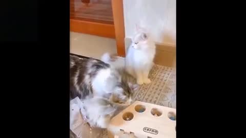 PETS PLAYING WITH TOYS - REALLY FUNNY