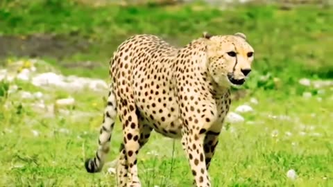 wild animal video-No copyright-Free to use-with music#naturally#Loin