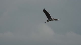 A beautiful black heron flies over the lake