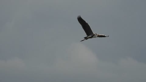 A beautiful black heron flies over the lake