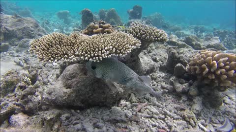 Maldives Short Snorkeling video Part 23