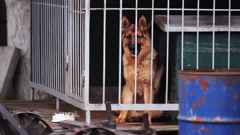 dog in a cage look around outdoors animal rescue young pet