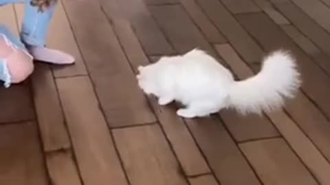 Cat training