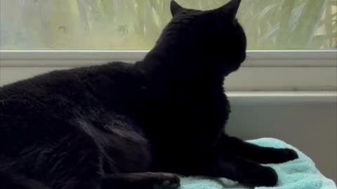 Adopting a Cat from a Shelter Vlog - Cute Precious Piper Grooms Herself in the Spa #shorts