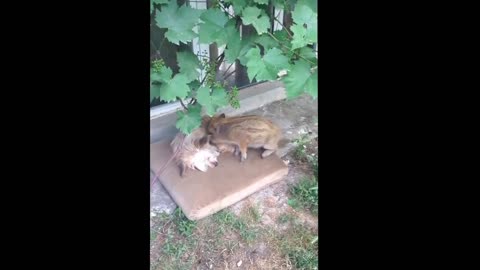 A beautiful friendship between a dog and a pig