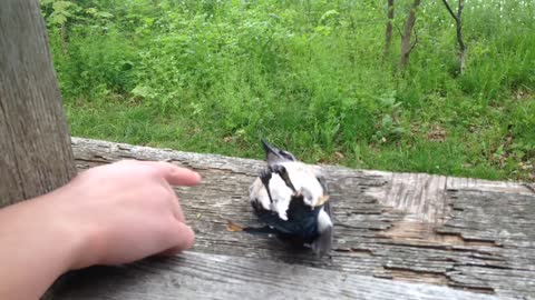 Blue Jay's Oscar-worthy performance for playing dead
