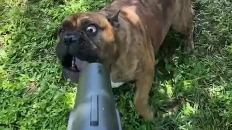 Henry the Bulldog Battles the Leaf-Blower In Slow Motion