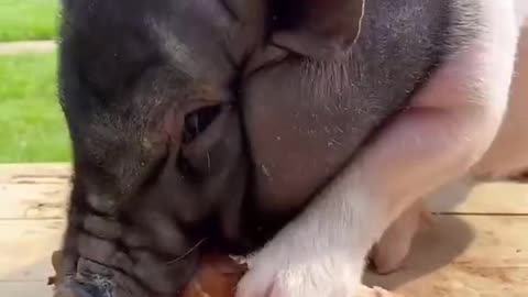 Mini pig glutton