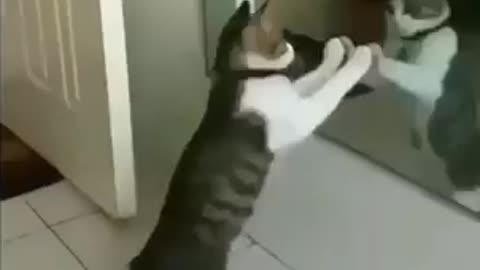 Cat fighting with mirror cat