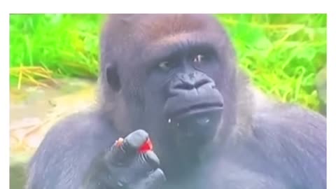 What did this Gorilla just witness?