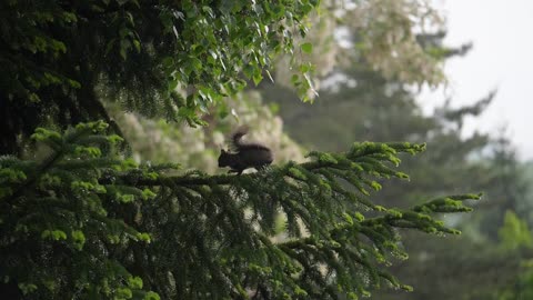 Slow motion footage of a cute little squirrel looking for food on a rainy day