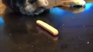 Sneaky Boxer Steals Hotdog