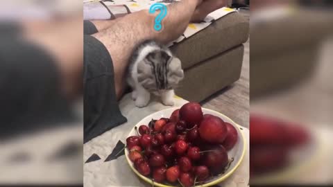 Cute and Funny Little Baby Cat Videos Compilation