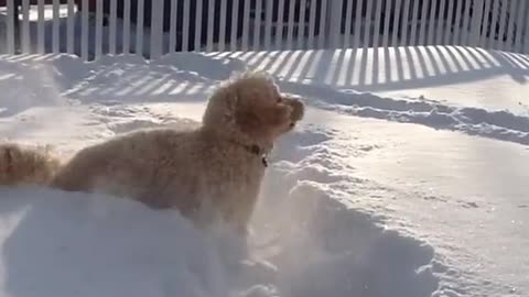 Happy puppy love to play into snow.mp4