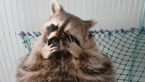Raccoon washes his face