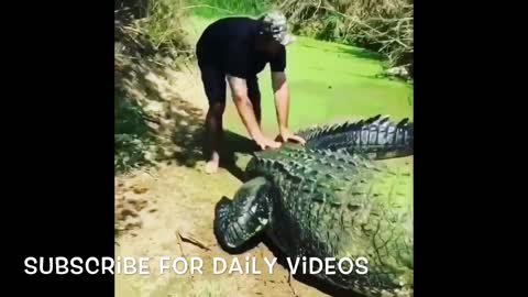 Short Funny Animal Video Clips | What is the Aligator doing?