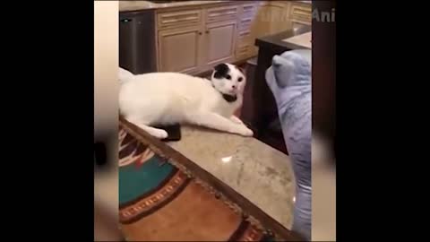 Cat's soul get out of his body for a minute !