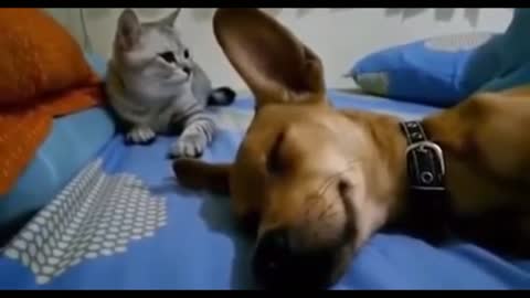 angry cat hears dog fart