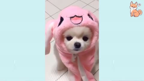 Angry - Funny Dogs of TikTok 😮 - angry Pet videos 😱