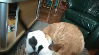 Black and white dog attacks brown dog