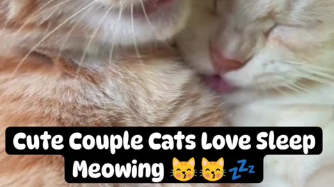 Cute Couple Cats Love Sleep Meowing.