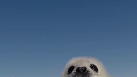 2 Day Old Harp Seal Called A Yellow Coat Cries For Its Mother In The Ice Nursery Near Quebec’s Magdalen Island