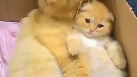 Cat funny video