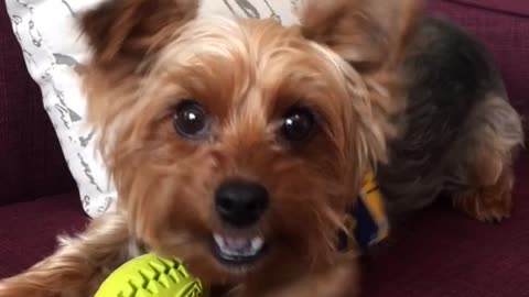 Small brown dog with yellow football charges camera