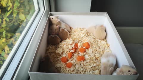 Hamster babies playing together