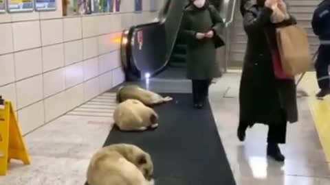 Don't disturb funny dogs