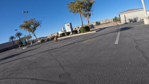 Skateboarding Dog Cruises Through Parking Lot