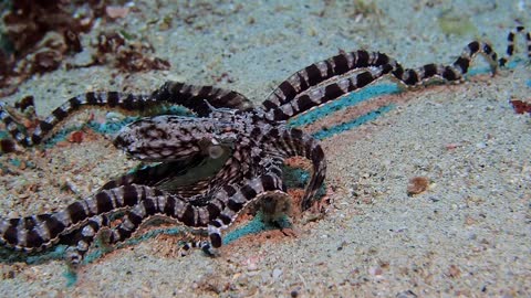 Fish Attacks Octopus