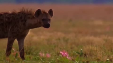 Siberian tiger vs Hyaena