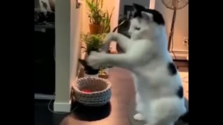 Funniest Cats 😹 - Don't try to hold back Laughter 😂 - Funny Cats Life (44)