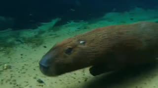 🌿🦛 How about admiring the largest rodent in the world! The capybara!!!