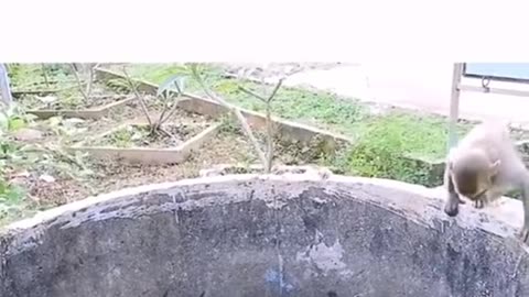 Monyet Menolong Kucing Yang Terjebak Di Dalam Sumur