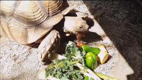 Tonka Eats Big Meal After Hibernation