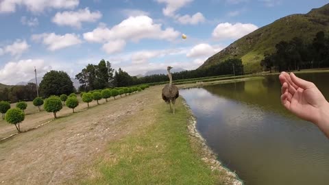 Ostrich chase