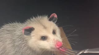Possum Feasts on Jelly From a Fork