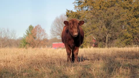 Cow In Grassy Field Pan Shot