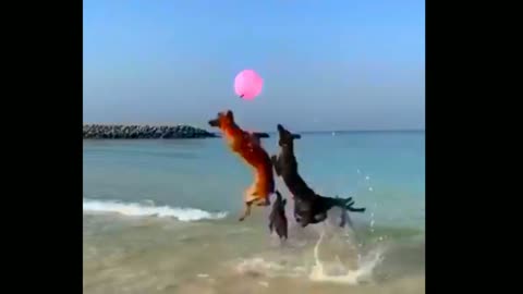 Dogs can play with balloons